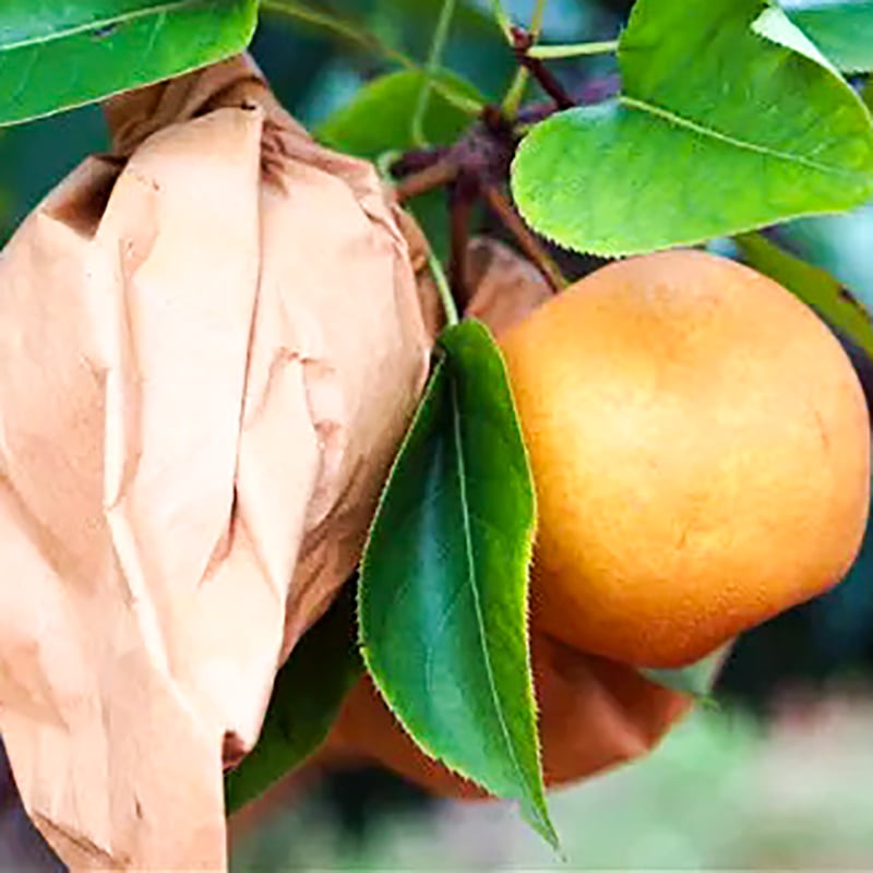 Pear Protection Bag